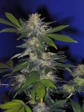 Cold Creek Kush