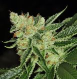 Cold Creek Kush