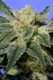 Kushage