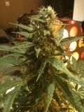 Kushage