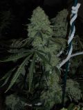 Deadhead OG