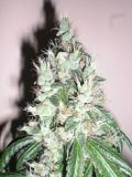 Jamaican OG