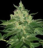Afghan Kush