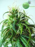 Malawi Gold