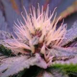 Blue Mystic