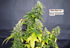 White Rhino