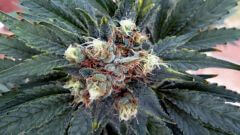 White Rhino