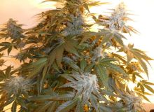 White Widow