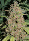 Amsterdam Flame