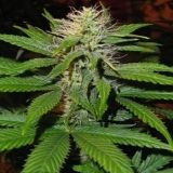 Magic Bud
