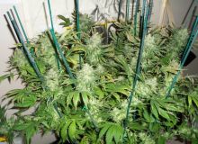 Magic Bud