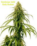Early Durban
