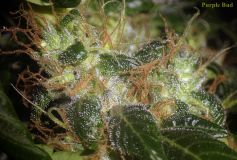 Purple Bud