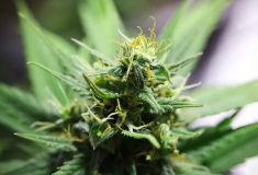 Swazi Skunk