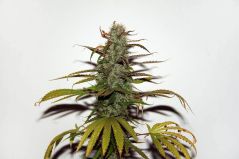 White Widow