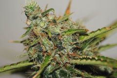 White Widow