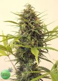 Sweet White Malawi