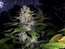 Ceres Skunk