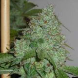 OG Chem