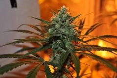 Sweet Haze