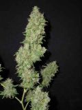 Afghanica