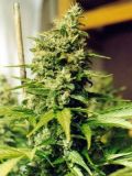 Master Kush