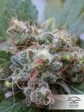 White Widow