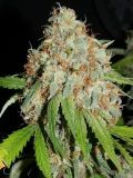 White Widow