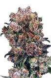 Blueberry