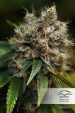 Blueberry