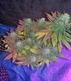 Chocolope