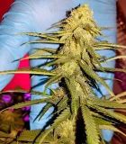 Chocolope