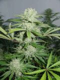 Cannalope Haze