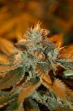 Cataract Kush