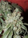 Cataract Kush