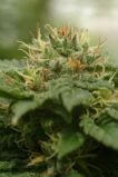 LA Cannalope