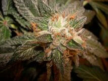 LA Confidential