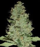 OG Grape Krypt