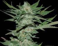 Sour Krypt