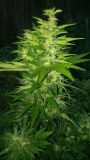 Automatic AK47 x Automatic Hindi Kush