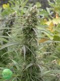 Congo