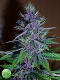 Pakistan Chitral Kush