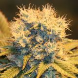 Papaya