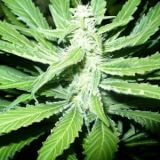 Pure Power Plant