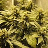Snow White