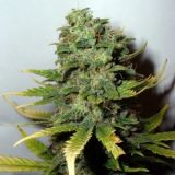 Super Skunk