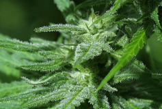 Afghani Special