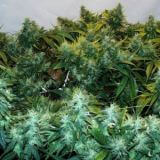 Haze Special