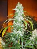 Hashberry