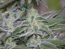 Hashberry
